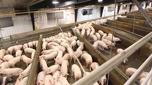 美国的放养型养猪场