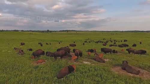 美国的野牛养殖