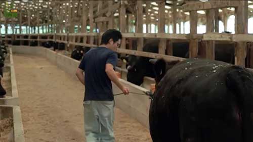 生产高质量的日本和牛