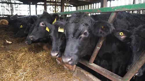 约克郡的和牛养殖