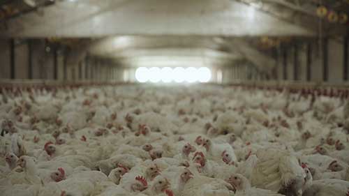 真实的工厂化养鸡场