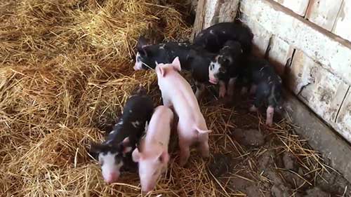 冬季养猪的保暖