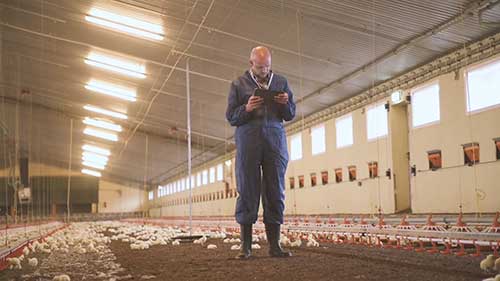 了解精准畜牧养殖