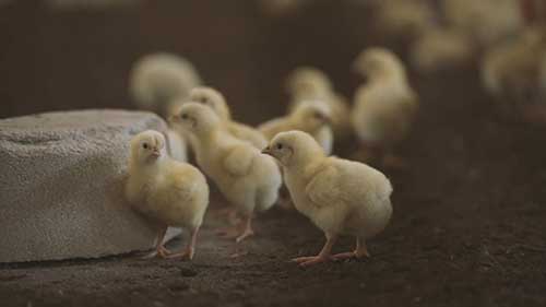 精准畜牧业与动物健康