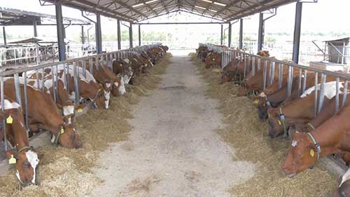 如何提高牲畜产量