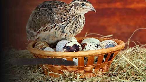 18种最赚钱的家禽种类