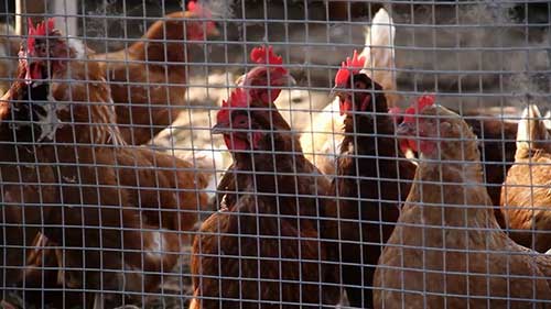 常见农场牲畜的选择和养殖