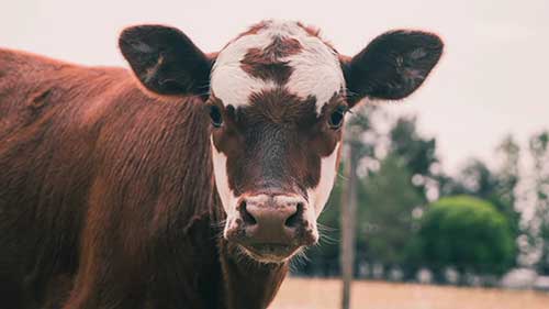 食品生产所需的十大家畜