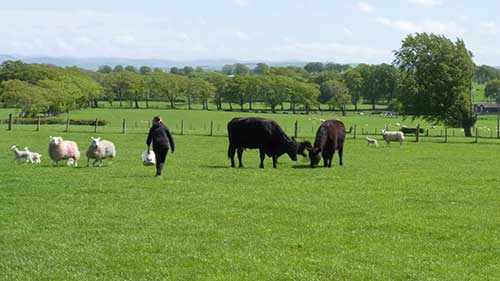 牛的识别和标记