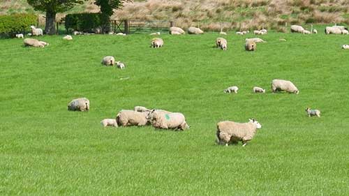 绵羊鉴定与标记
