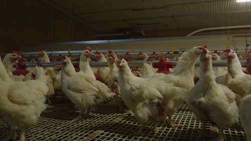 肉鸡的种鸡的饲养