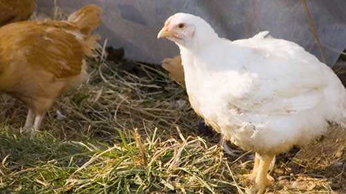最适合饲养的鸡品种