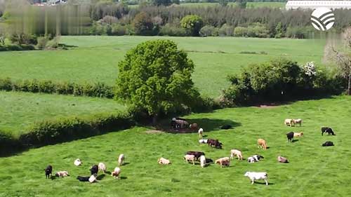 如何增加养牛的收入