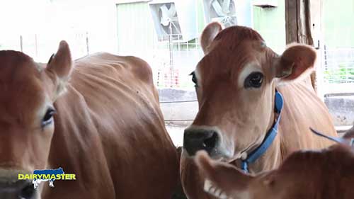 顶级的奶牛饲养方法