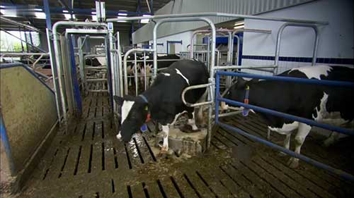 机器人改变奶牛养殖