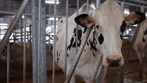 机器人提升奶牛场效率