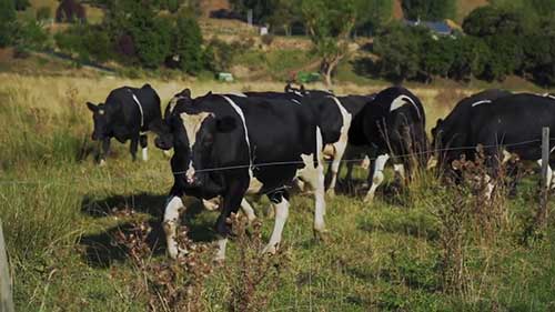 认识荷斯坦奶牛
