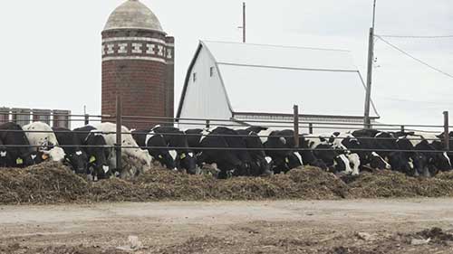 参观Royalwood奶牛场