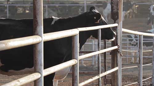 加州的MaddoxDairy公司