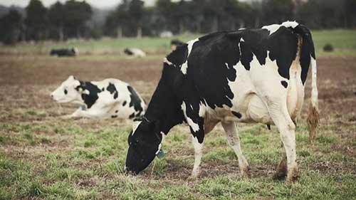 养殖荷斯坦奶牛