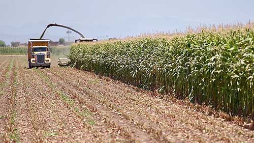 遗传学选择优质奶牛