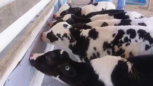 奶牛饲养和疾病治疗