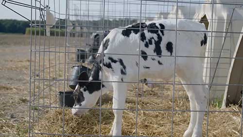 基因培育的超级奶牛