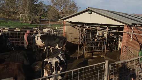 牛群受伤和跛行的处理