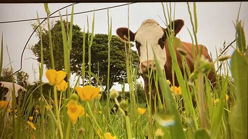 爱尔兰的奶牛养殖