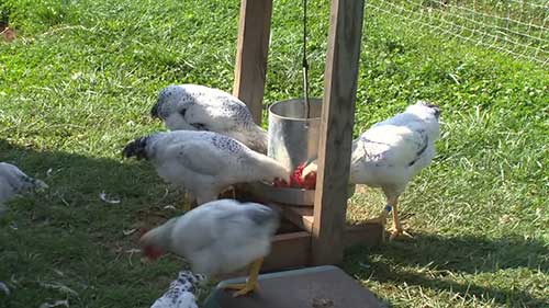 如何培育出更好的鸡