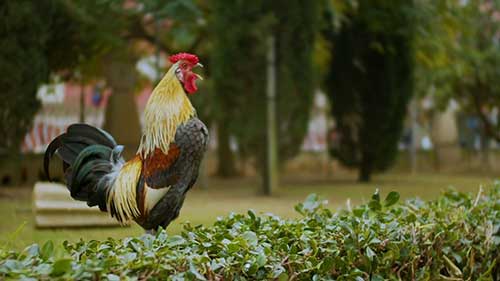 公鸡与母鸡的比例问题