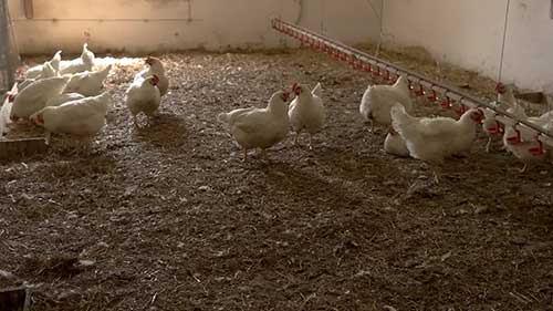 选择合适的鸡品种