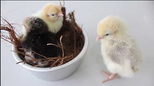 最适宜产蛋的鸡