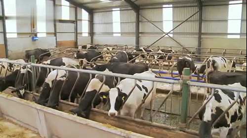 奶牛牛棚的隔间设计