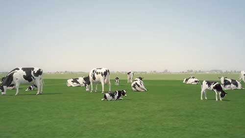 奶牛养殖管理要点