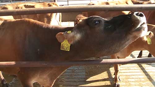 养牛的创新方法