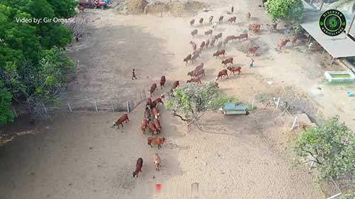 综合奶业养殖系统