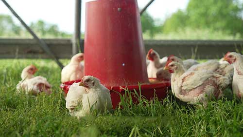 一座现代化养鸡场