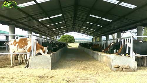 为奶牛制作玉米饲料