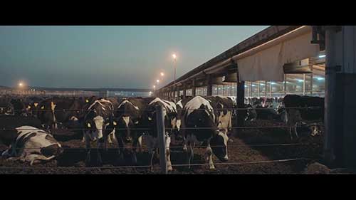 优质乳制品的生产