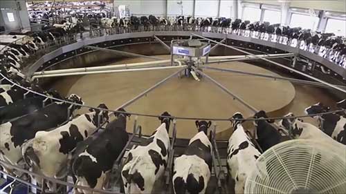 可持续发展的奶牛场