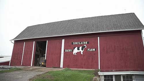 奶牛饲养和奶酪