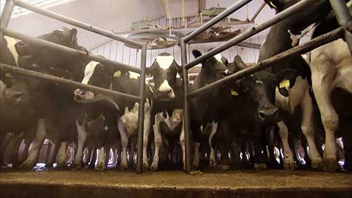 用养牛场的粪便发电