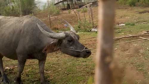 在老挝培育水牛