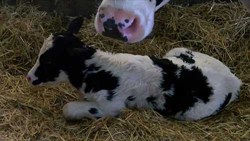 走近“美国的奶牛场”