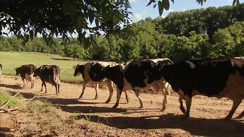 奶牛的两种饲养方式