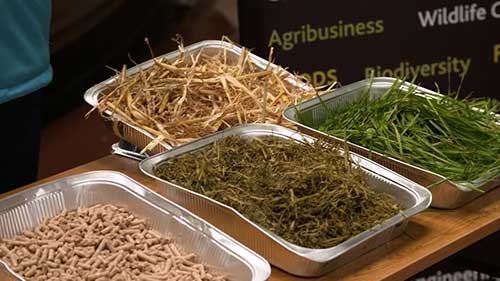 爱尔兰乳业的可持续发展