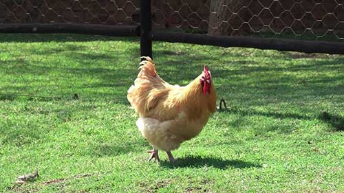 肉蛋双重用途的鸡品种