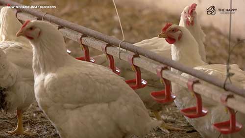 肉鸡的选择和饲养