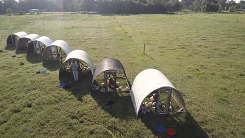 用放养方式养鸡